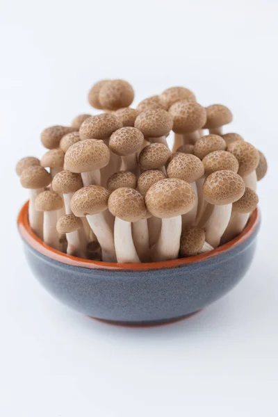 Funghi di Shimeji in boccia — Foto Stock