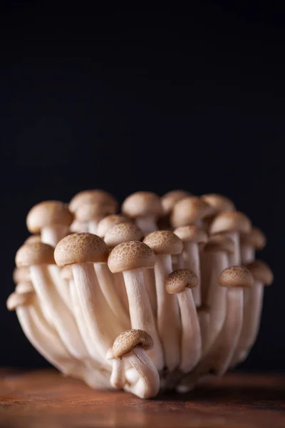 Kilka grzyby shimeji — Zdjęcie stockowe