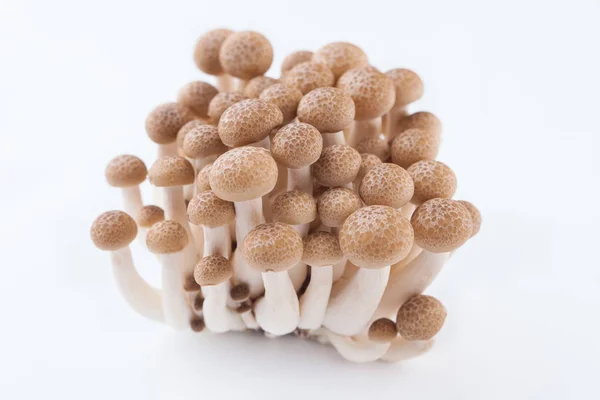 Mazzo di funghi shimeji — Foto Stock