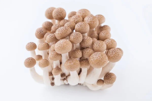 Kilka grzyby shimeji — Zdjęcie stockowe