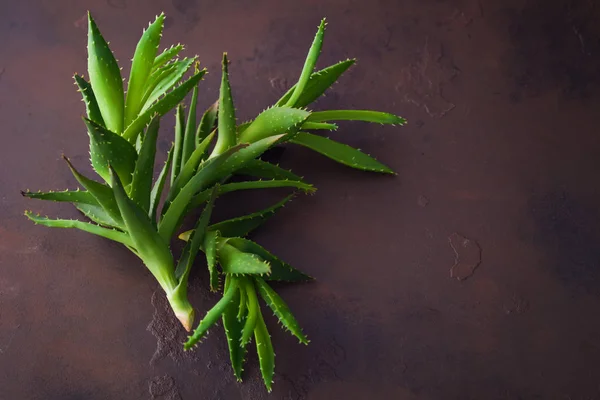 Top View Aloe Vera Dark Background — Stock Photo, Image