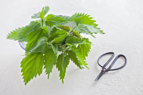 Fresh Nettle Leaves Scissors White Background Healthcare Medical Concept — Stock Photo, Image