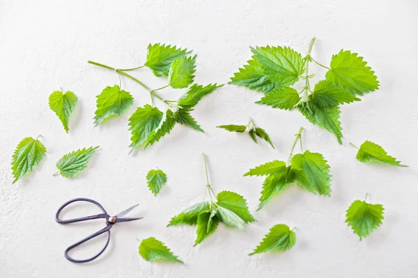 Fresh Nettle Urtica Ready Use Alternaticve Medicine — Stock Photo, Image