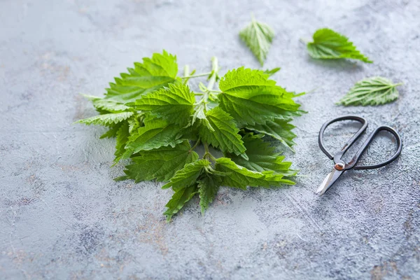 Jaringan Urtica Segar Siap Digunakan Obat Alternaticve — Stok Foto