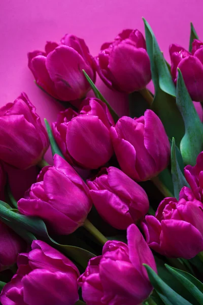 Милі Рожеві Тюльпани Рожевому Фоні Квіти Рослинах — стокове фото