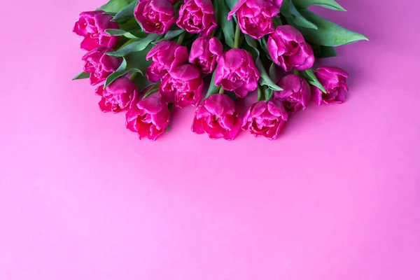 Lovely Pink Tulips Pink Background Flowers Nad Plants — Stock Photo, Image