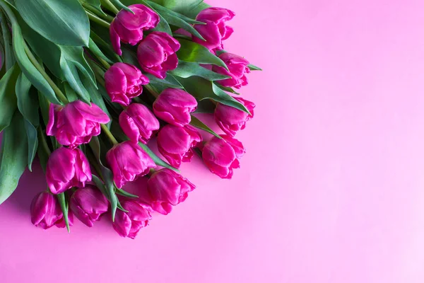 粉红背景上可爱的粉红郁金香 — 图库照片