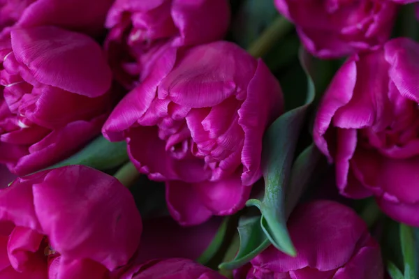 Lovely Pink Tulips Pink Background Flowers Nad Plants — Stock Photo, Image