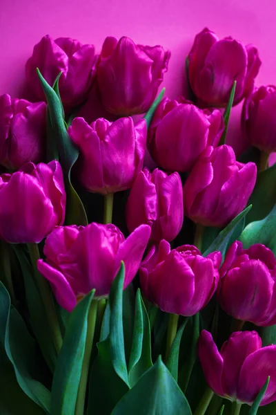 Милі Рожеві Тюльпани Рожевому Фоні Квіти Рослинах — стокове фото