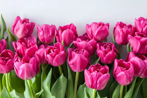 Mooie Roze Tulpen Roze Achtergrond Bloemen Nad Planten — Stockfoto