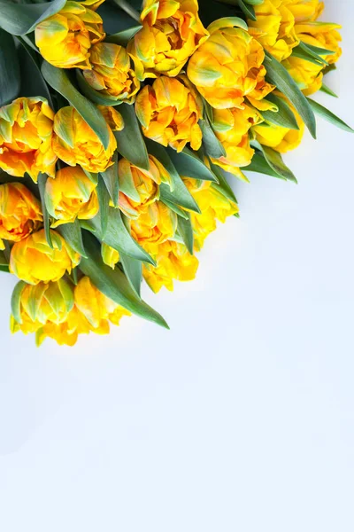 Krásné Žluté Tulipány Květiny Rostliny — Stock fotografie
