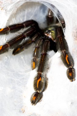 Closeup tarantula (Psalmopoeus irminia). 