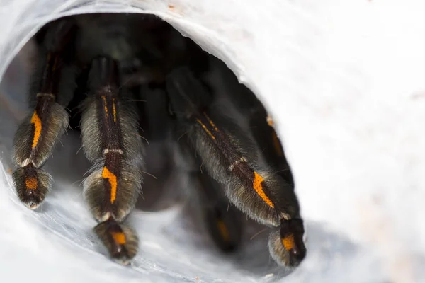 Close-up van tarantula (Psalmopoeus irminia). — Stockfoto
