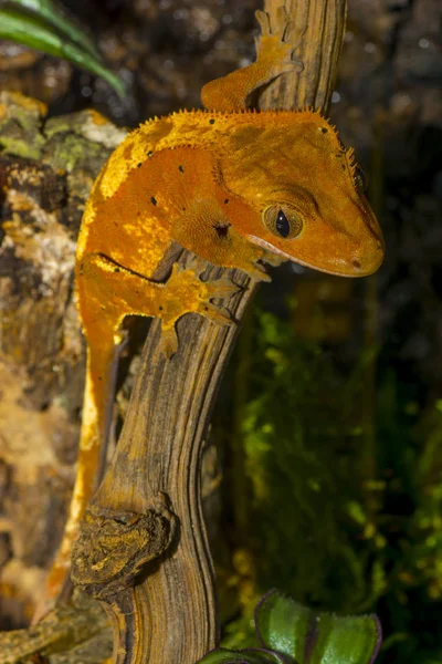 Гребені гекону Correlophus loopatus — стокове фото