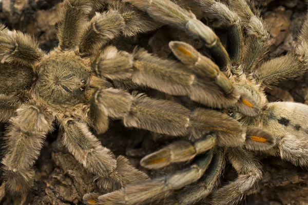 Mating of tarantulas, trinidad chevron (Psalmopoeus cambridgei) — Stock Photo, Image