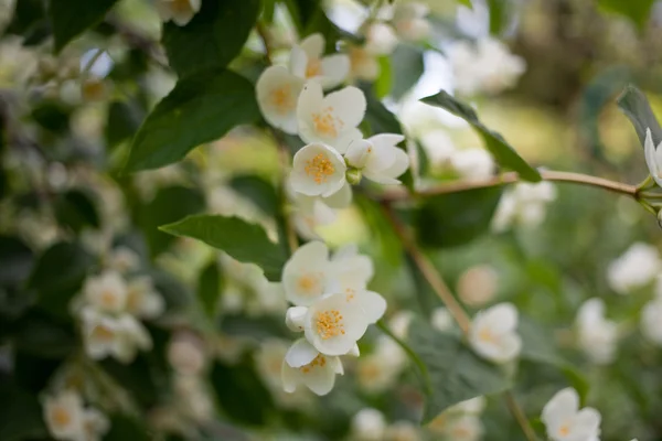Arbusto de jazmín floreciente . —  Fotos de Stock