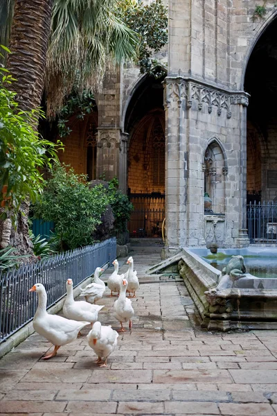 Barcelona. Cathedral of the Holy Cross and Saint Eulalia. Courtyard. — Stock Photo, Image