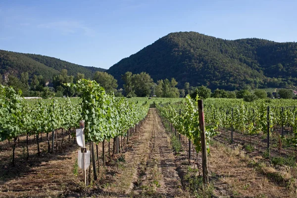 Wahau Tuna Vadisi Nehri yakınındaki Durnstein bağlar. Avusturya