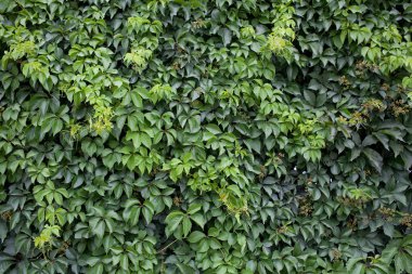 Yeşil yaprakları doku, dekoratif yeşil duvar, Bahçe
