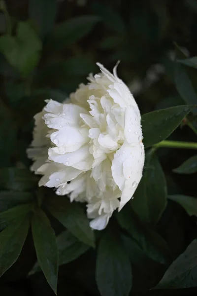 Una Peonia Bianca Fiorente Estate — Foto Stock