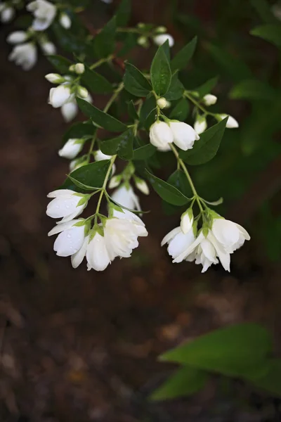 Blühender Zweig Des Weißen Jasmins Frühling — Stockfoto