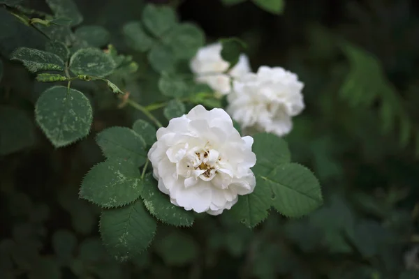 Blühende Wilde Weiße Rose Frühling Frische — Stockfoto
