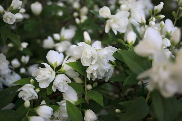 Arbusto Floreciente Jazmín Blanco Primavera Frescura —  Fotos de Stock