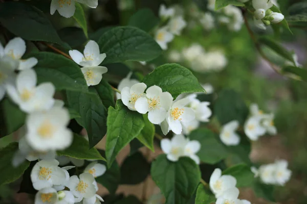 Cespuglio Fiorito Gelsomino Bianco Primavera Freschezza — Foto Stock
