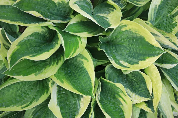 Dekoratif bir bitkinin yeşil ve beyaz yaprakları, Hosta, Funkia