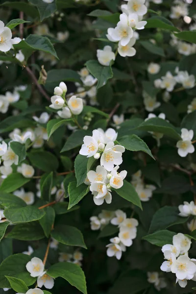 Bloeiende Tak Van Witte Jasmijn Lente Versheid — Stockfoto