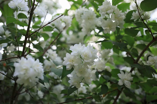 Blühender Strauch Aus Weißem Jasmin Frühling Frische — Stockfoto