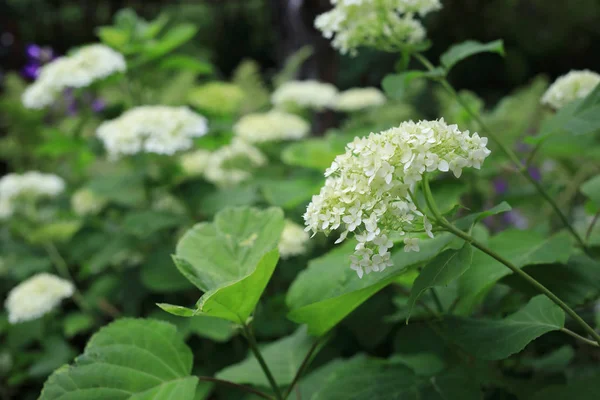夏に白いアジサイを咲かせるブッシュ — ストック写真
