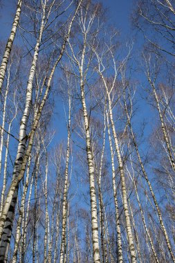 Baharın başında huş ağacı koruluğu