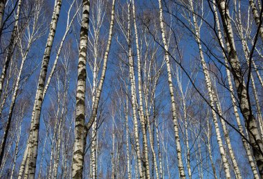 Baharın başında huş ağacı koruluğu