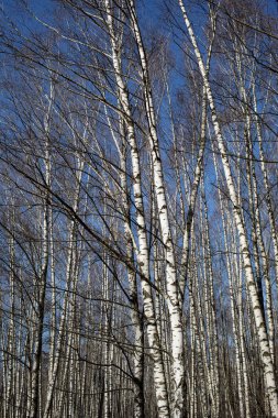 Baharın başında huş ağacı koruluğu