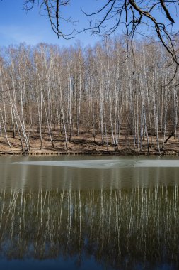 Baharın başında huş ağacı ve göl.