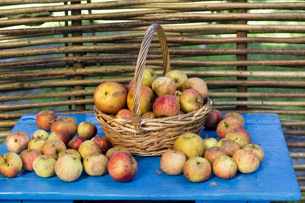 Manzanas frescas en el jardín — Foto de Stock