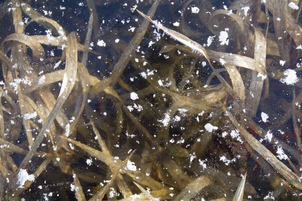 Hierba verde congelada en hielo, fondo abstracto de invierno, textura de hielo — Foto de Stock