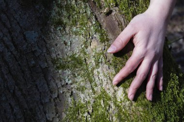 Kadın elleri bir ağaca sarılmak.