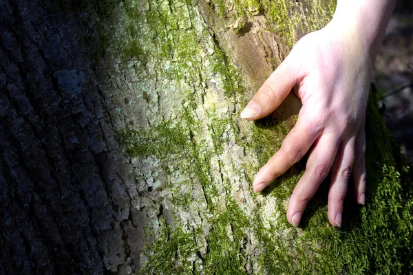 Damskie ręce przytulanie drzewo. — Zdjęcie stockowe