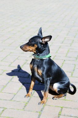 Siyah minyatür Pinscher yolda oturan