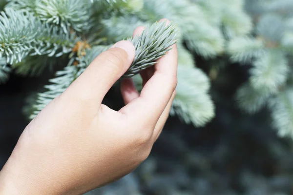 Venta de árboles. Abeto de cerca. Antecedentes Árbol verde . — Foto de Stock