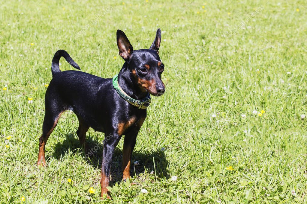 Portrait of a doberman pinscher puppy — Stock Photo © mihail39 #157129148