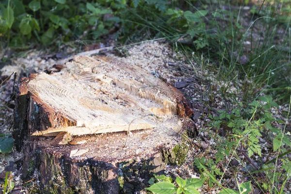 Yaz ormanında büyük bir ağaç kütüğü — Stok fotoğraf