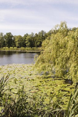 Spring Parkı. Bahar Parkı 'ndaki göl. Bahar manzarası