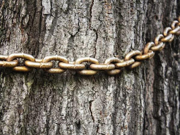 La vecchia catena sul tronco di un vecchio albero , — Foto Stock