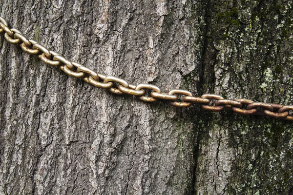 The old chain on the trunk of an old tree, — Stock Photo, Image