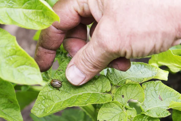 Colorado Patates böceği koruma
