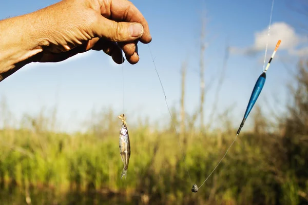 küçük balık Oltaya yem olarak yerleştirilir..