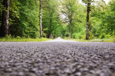 ülke tarafında boyunca orman yol ağaçları.